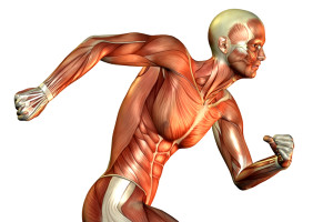 Understanding the Muscle’s Function-GymMembershipFees